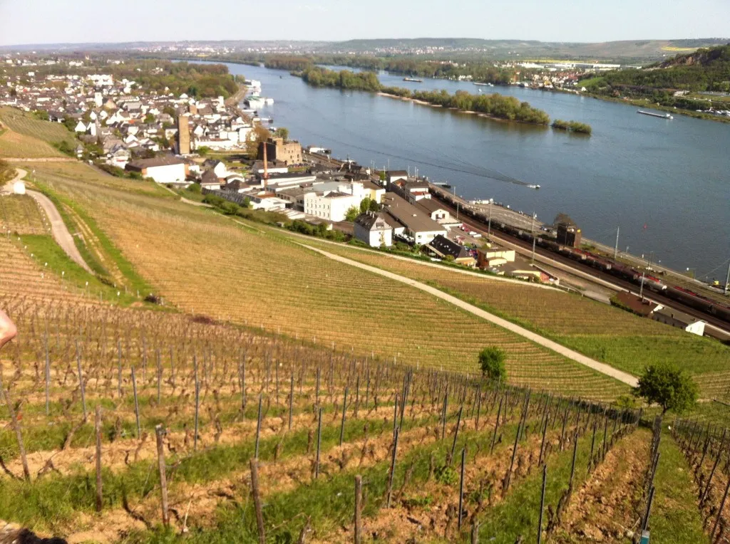 vineyard meets town and water